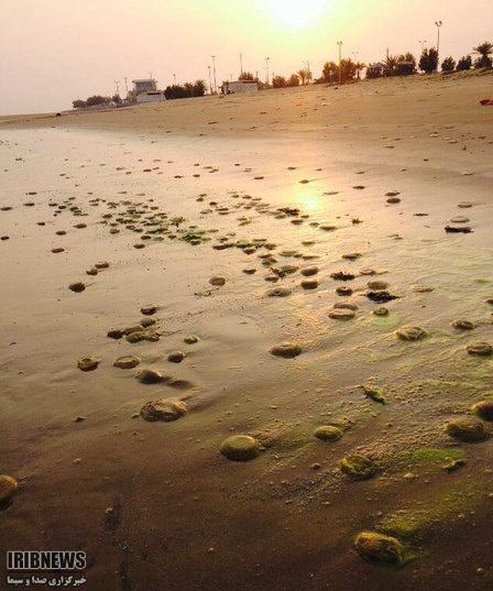 شکوفایی جلبکی علت مرگ عروسهای دریایی در بَنَک کنگان شکوفایی جلبکی علت مرگ عروسهای دریایی در بَنَک کنگان