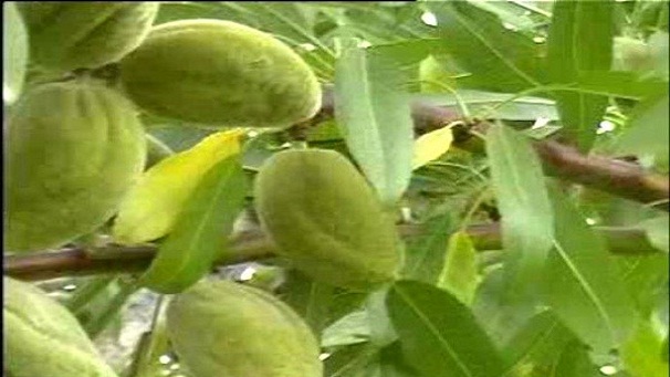 تولیدسه هزارتن چغاله بادام درچهارمحال وبختیاری