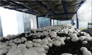 تولید 300 تن قارچ خوراکی در فریدونکنار تولید 300 تن قارچ خوراکی در فریدونکنار