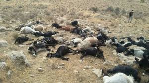 مسموم شدن 80 راس گوسفند در درگز