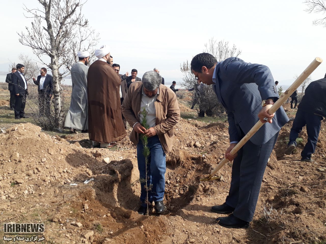 احیای مجدد جنگل های سدارس