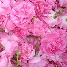 برداشت  گل محمدی در داورزن