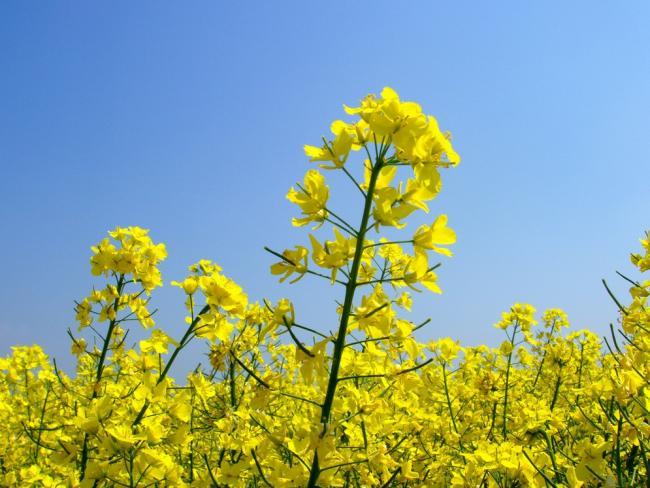 هدفگذاری خریدتضمینی 8 هزارتُن دانه روغنی در خراسان شمالی