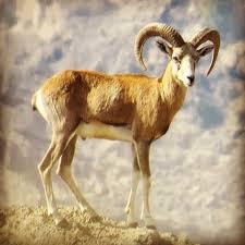 ابعاد جدید شکار قوچ در نیشابور