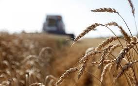 ممنوعيت کشت ذرت و برنج در عراق ممنوعيت کشت ذرت و برنج در عراق