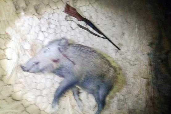 دستگیری شکارچی متخلف در جنگل دستگیری شکارچی متخلف در جنگل