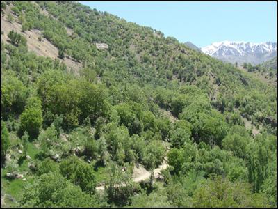 دنا یکی از مهمترین ذخیره گاه‌های زیست کره جهان