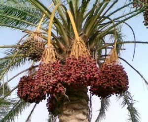 آغاز خوشه بندی درختان خرما در خنج