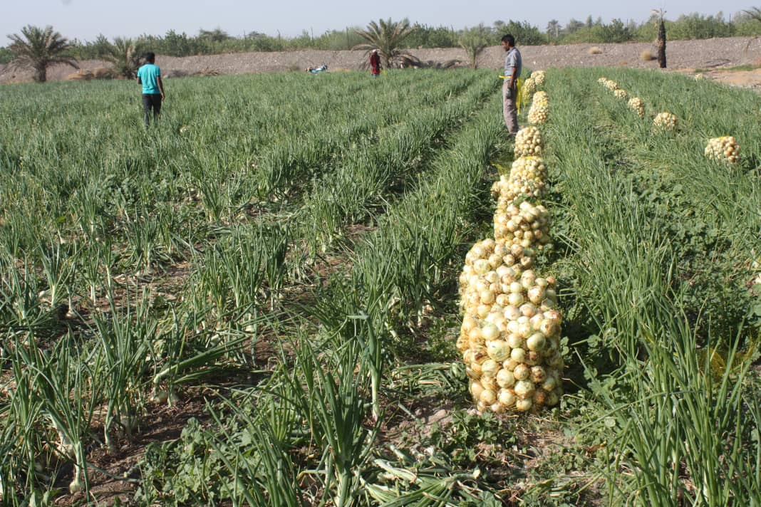آغاز برداشت پیاز در رودان