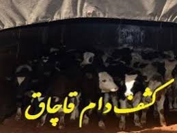 دام ها در دام پلیس تفت