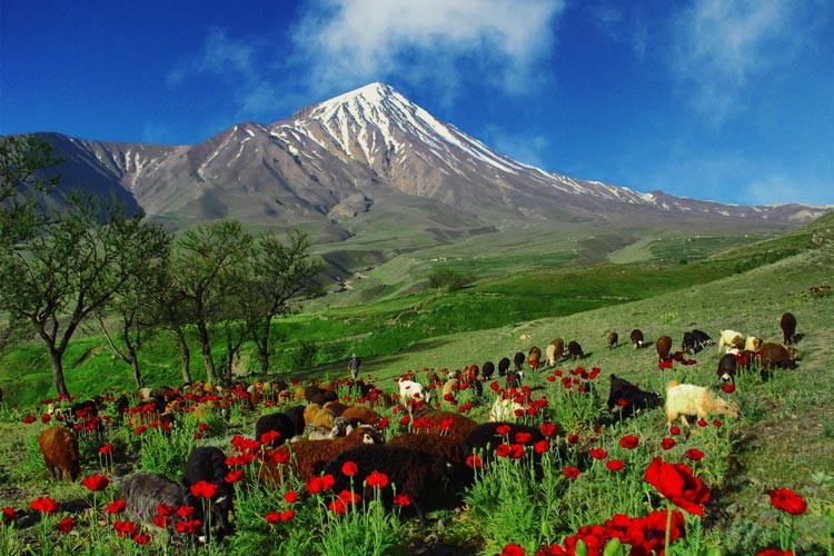 دنا یکی از مهمترین ذخیره گاه‌های زیست کره جهان - گزارش دارد