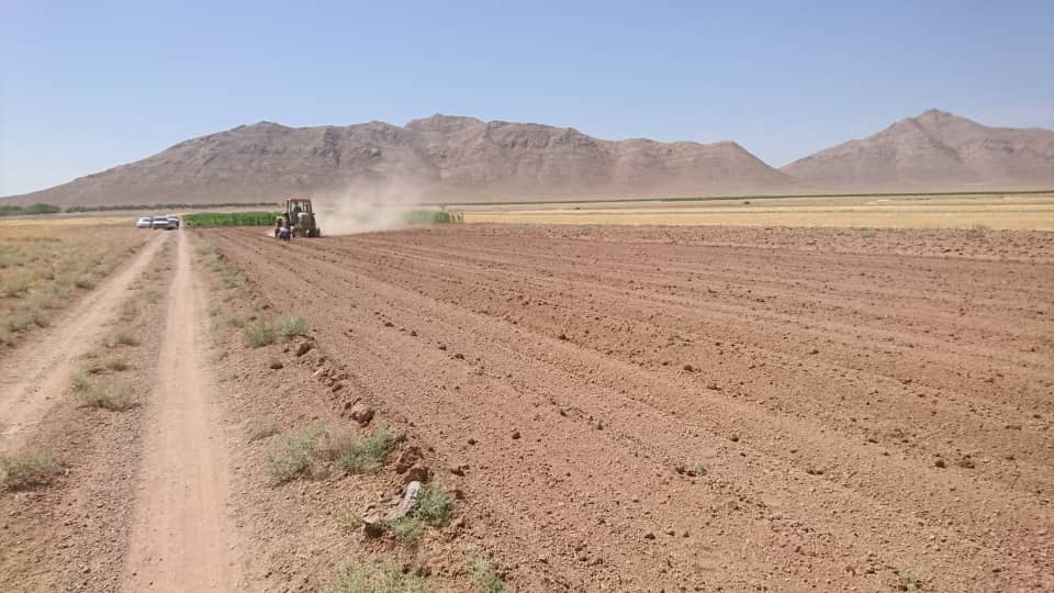 کاشت کلزا در منطقه بهمن