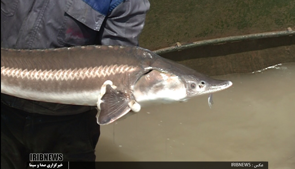 گیلان پیشرو در تولید فسیل زنده خزر گیلان پیشرو در تولید فسیل زنده خزر