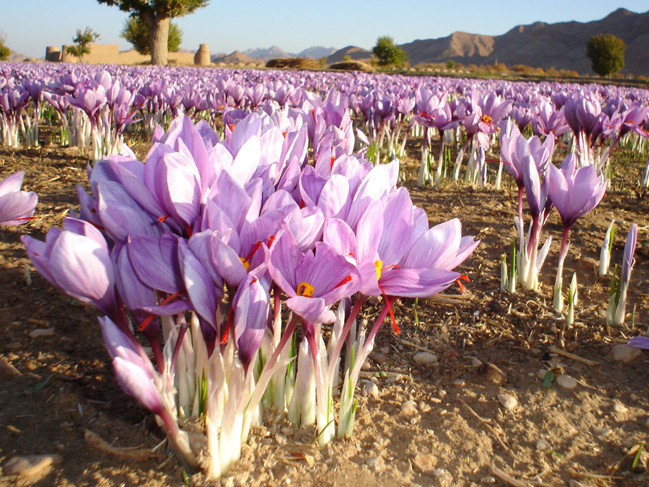 افزایش ۱۵ درصدی تولید زعفران در ابرکوه افزایش ۱۵ درصدی تولید زعفران در ابرکوه