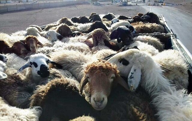 کشف ۱۲۳ راس دام قاچاق در یزد