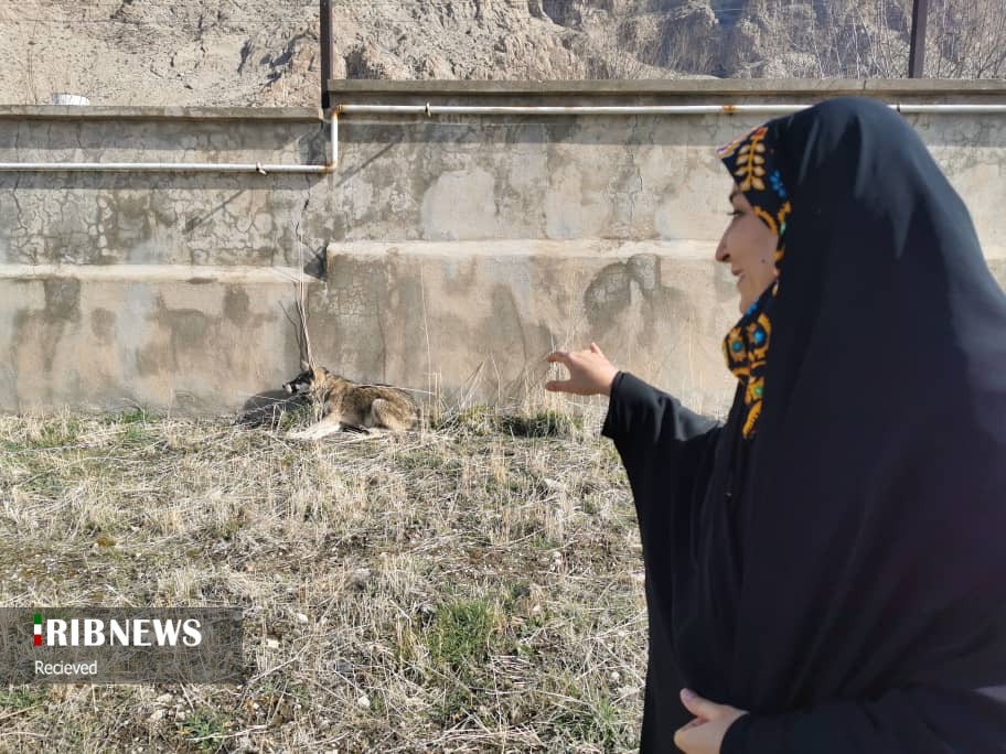 گرگ&zwnj;ها مفیدند یا مضر