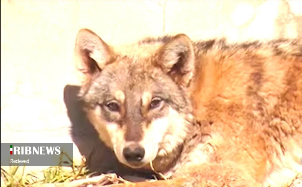 گرگ&zwnj;ها مفیدند یا مضر