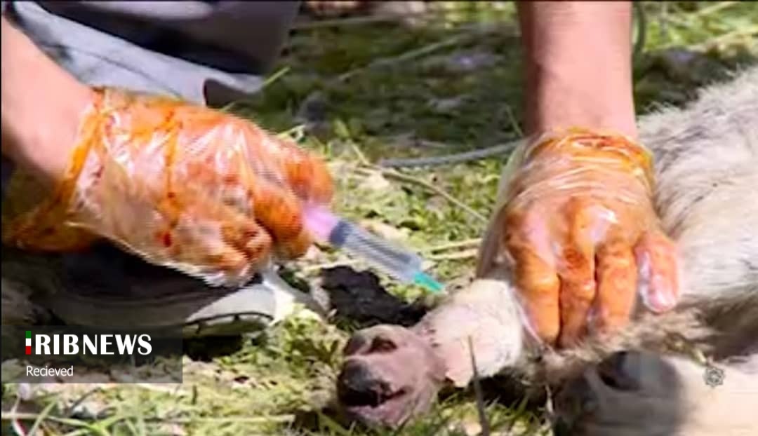 گرگ&zwnj;ها مفیدند یا مضر