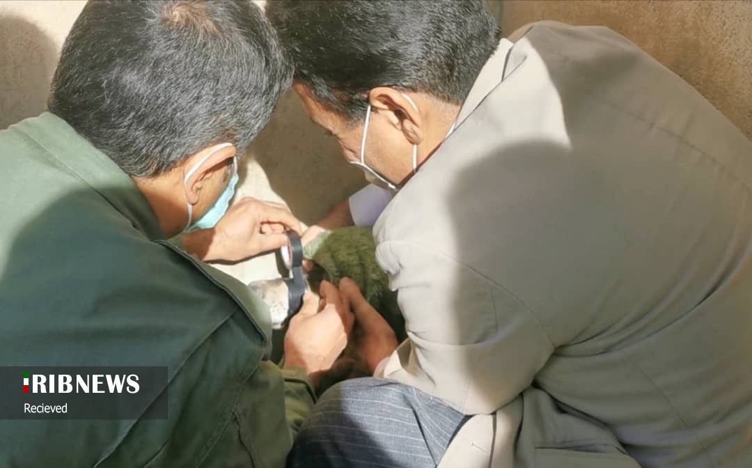 گرگ&zwnj;ها مفیدند یا مضر