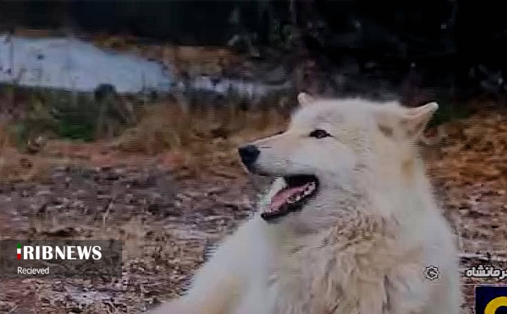 گرگ&zwnj;ها مفیدند یا مضر