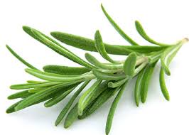 ّگیاه رزماری؛ معجزه طبیعت