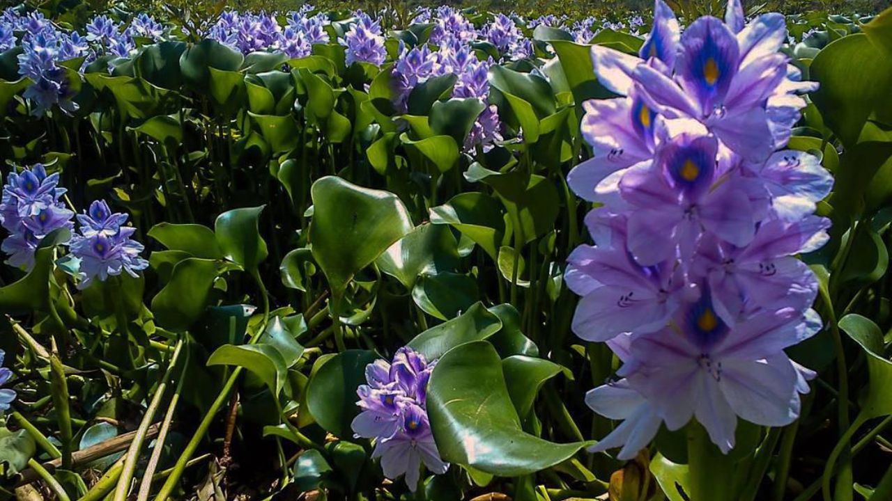 تالابی که آب می&zwnj;رود