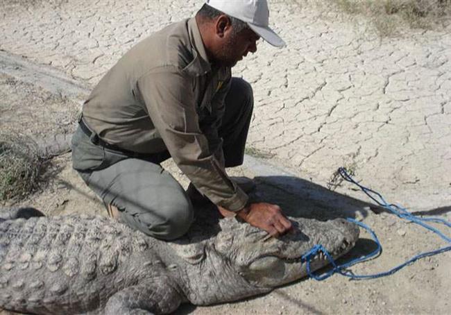 معرفی گاندو یا تمساح پوزه کوتاه