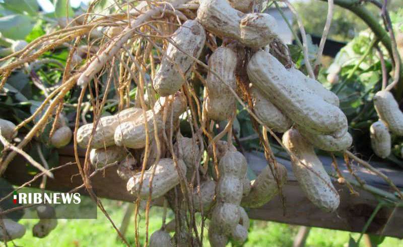 بادام هم در کوزه افتاد.