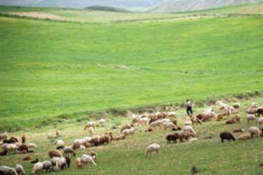 مراتع همدان جوابگوی نیاز علوفهای ۵۴۸ هزار واحد دامی مراتع همدان جوابگوی نیاز علوفهای ۵۴۸ هزار واحد دامی