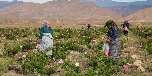 افزایش ۲۰ درصدی برداشت از مزارع گل‌محمدی