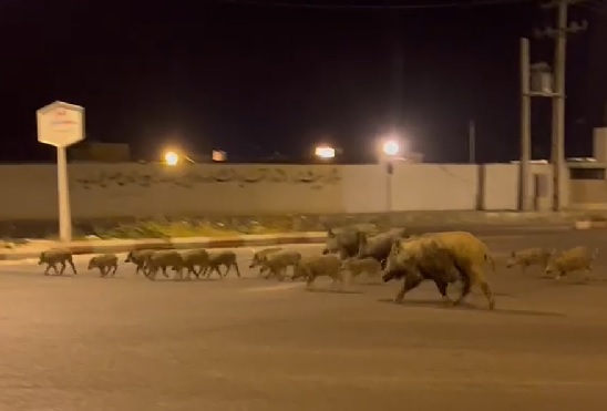 واکنش محیط زیست به مشاهده گرازها در سیریک