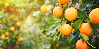 مرکبات مازندران به چین می&zwnj;رود