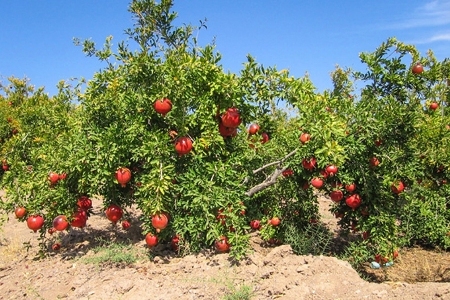 برگزاری جشنواره انار بجستان خراسان رضوی