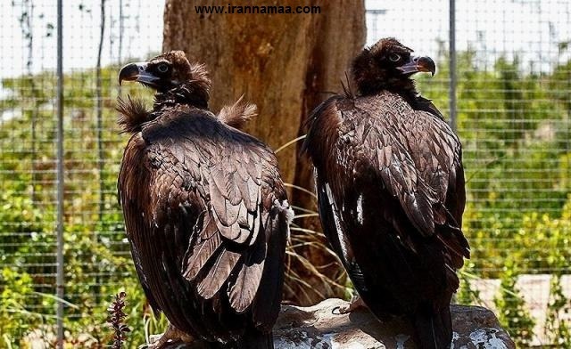 باغی برای پرندگان