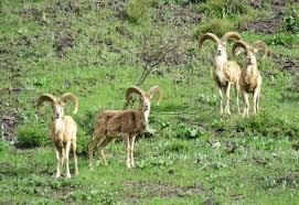 آغاز سرشماری سالانه گونههای علفخوار در پارک ملی گلستان آغاز سرشماری سالانه گونههای علفخوار در پارک ملی گلستان