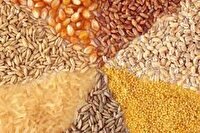 توزیع نهاده‌های دامی یارانه‌ای در گندمان