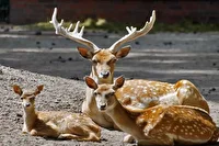 پارک ملی دز، زیستگاه ۴۰ گوزن زرد ایرانی