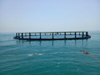 هدف‌گذاری تولید ۵ هزار تن ماهی دریایی در قفس در سواحل خوزستان 