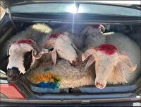 توقیف خودروی سواری حامل دام‌های بدون مجوز در سیاهکل