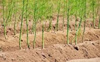 کشت مارچوبه برای نخستین بار در اسدآباد