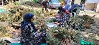 تلاش ها برای توسعه نوغانداری در گیلان با پرداخت تسهیلات کم بهره