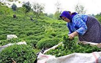 پرداخت ۴۷ درصد مطالبات چایکاران شمال کشور