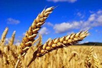 پرداخت ۳۳ درصد مطالبات گندمکاران خراسان جنوبی