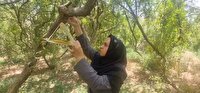 اجرای طرح مبارزه با آفت مگس مدیترانه در باغات شهرستان زارچ