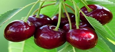 پیش بینی برداشت ۵ هزار تن آلبالو از باغ‌های ملایر