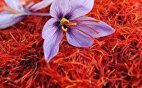 نمونه‌برداری تصادفی زعفران صادراتی برای تضمین کیفیت
