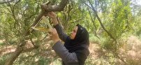 اجرای طرح مبارزه با آفت مگس مدیترانه در باغات شهرستان زارچ