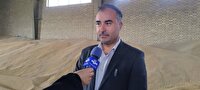 خرید تضمینی ۲۸۲ هزار تن گندم از زارعین آذربایجان‌غربی 