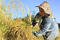 جشن آغاز برداشت برنج از فردا در مازندران