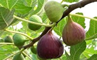 برداشت انجیر از ۳۰۰ هکتار از باغ‌های گیلان